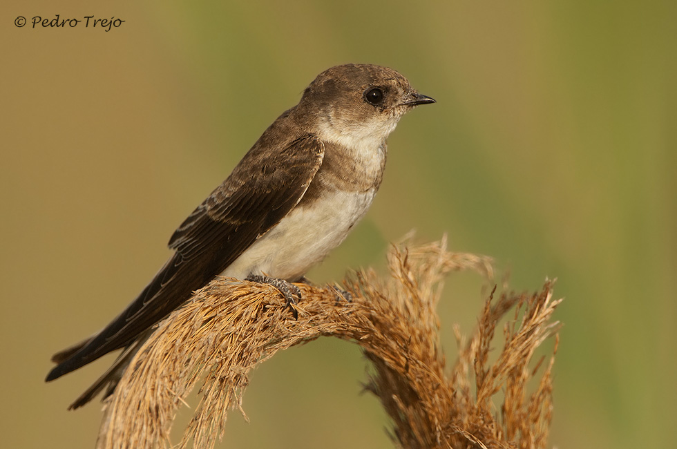 Avión zapador (Riparia riparia)